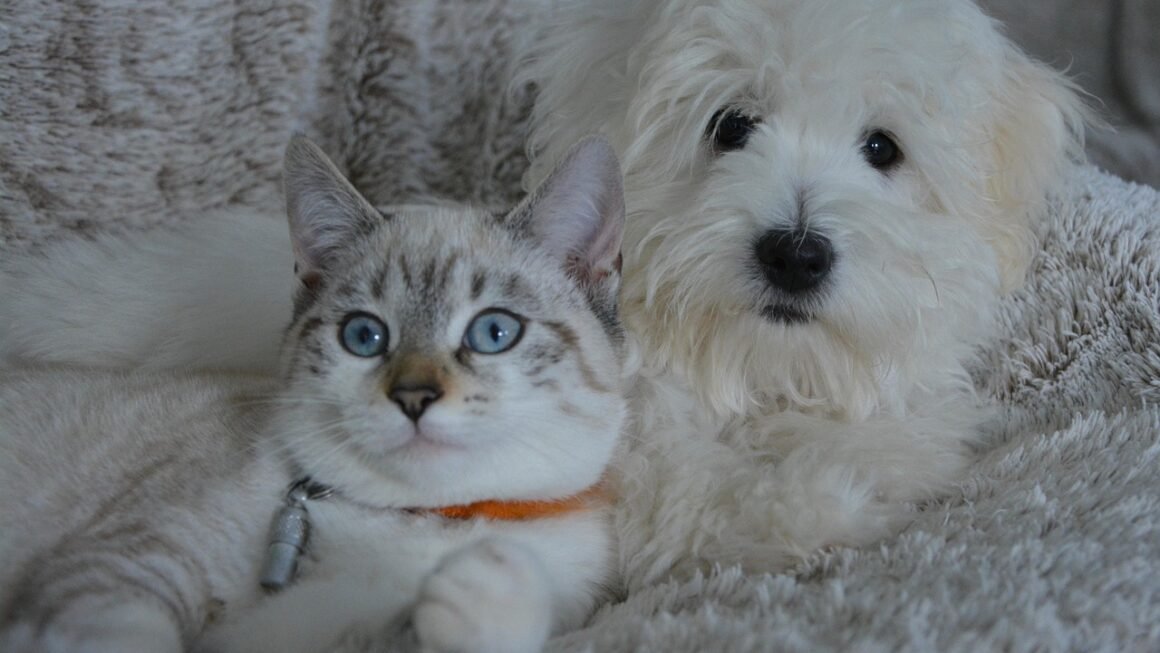 Evolution of Pets as Family